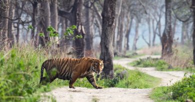 road trips from jaipur to ranthambore