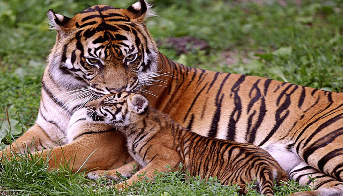 Jim Corbett National Park