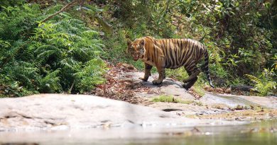 Thekkady and Periyar Tiger Reserve