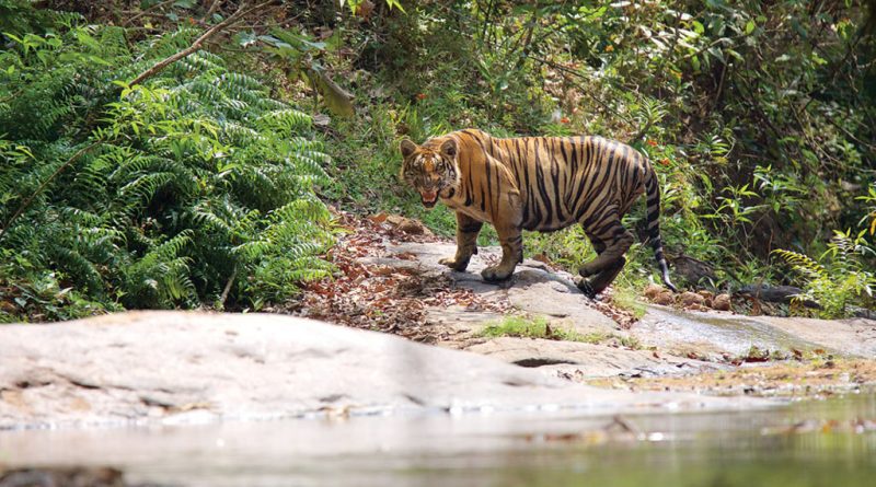 Thekkady and Periyar Tiger Reserve