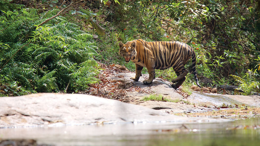 thekkady forest & visit to wildlife