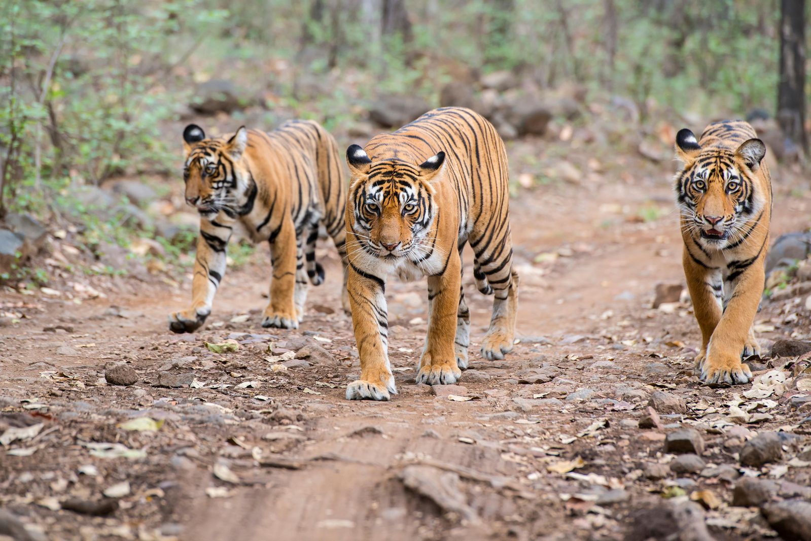 Sundarban Tourism