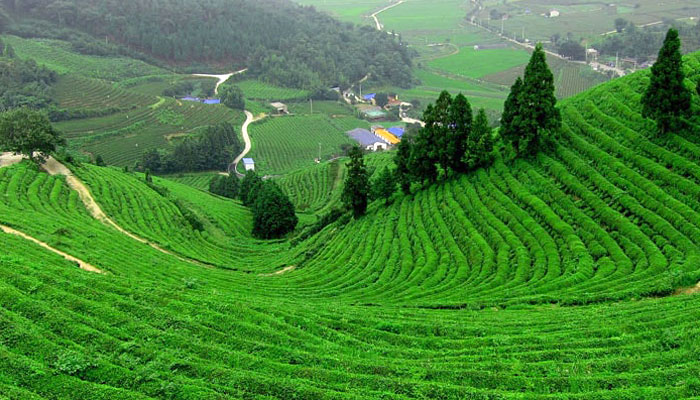 Coonoor, Tamil Nadu