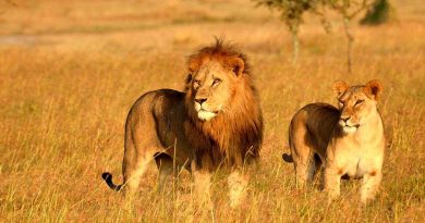 Gir National Park