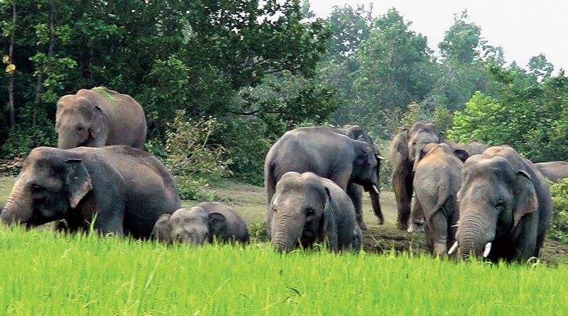 Mahanadi Elephant Reserve