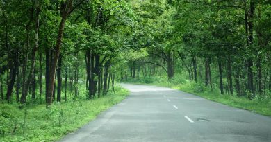 Bangalore to Bandipur Forest