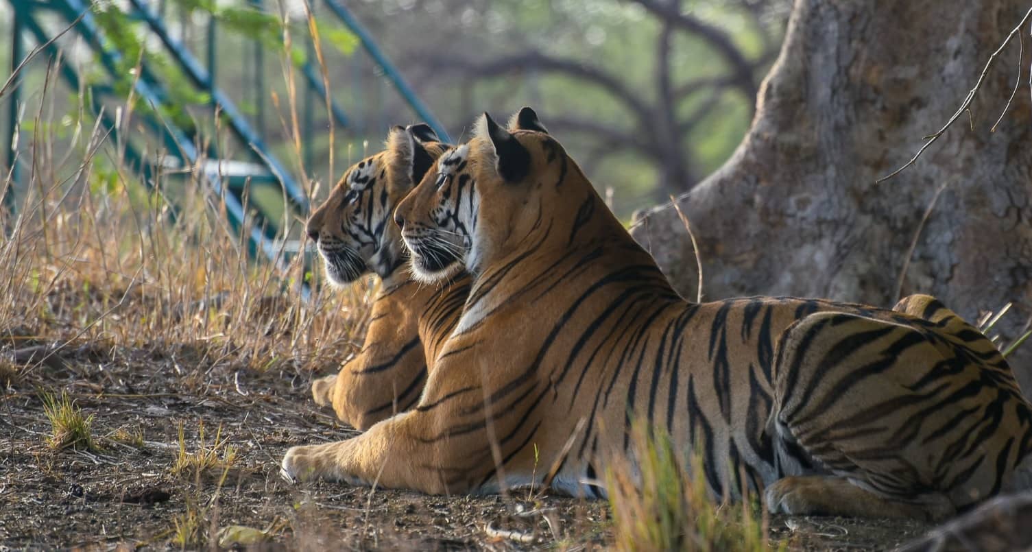tiger safari in delhi