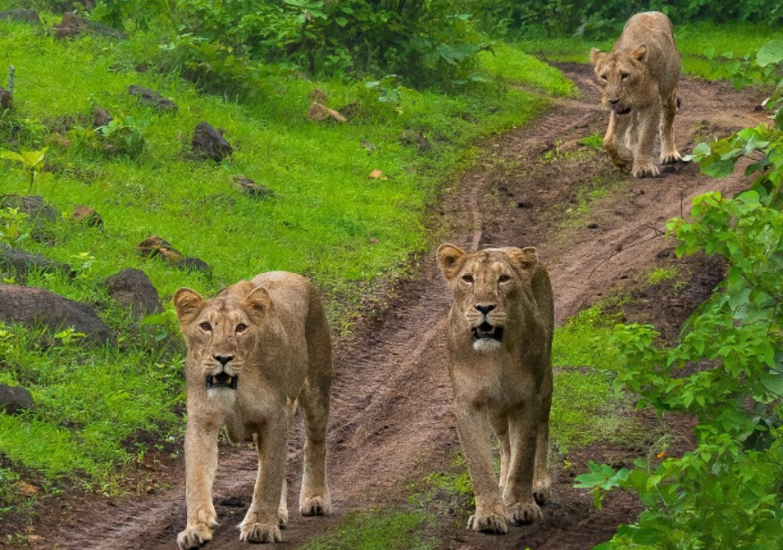 gir national park safari video