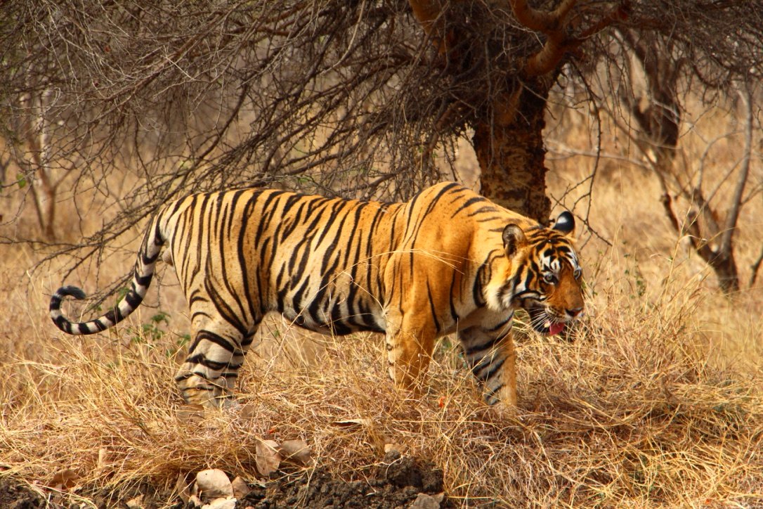 mudumalai jungle safari