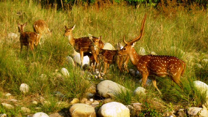 6 National Parks in Uttarakhand You Should Visit in Summer 2021