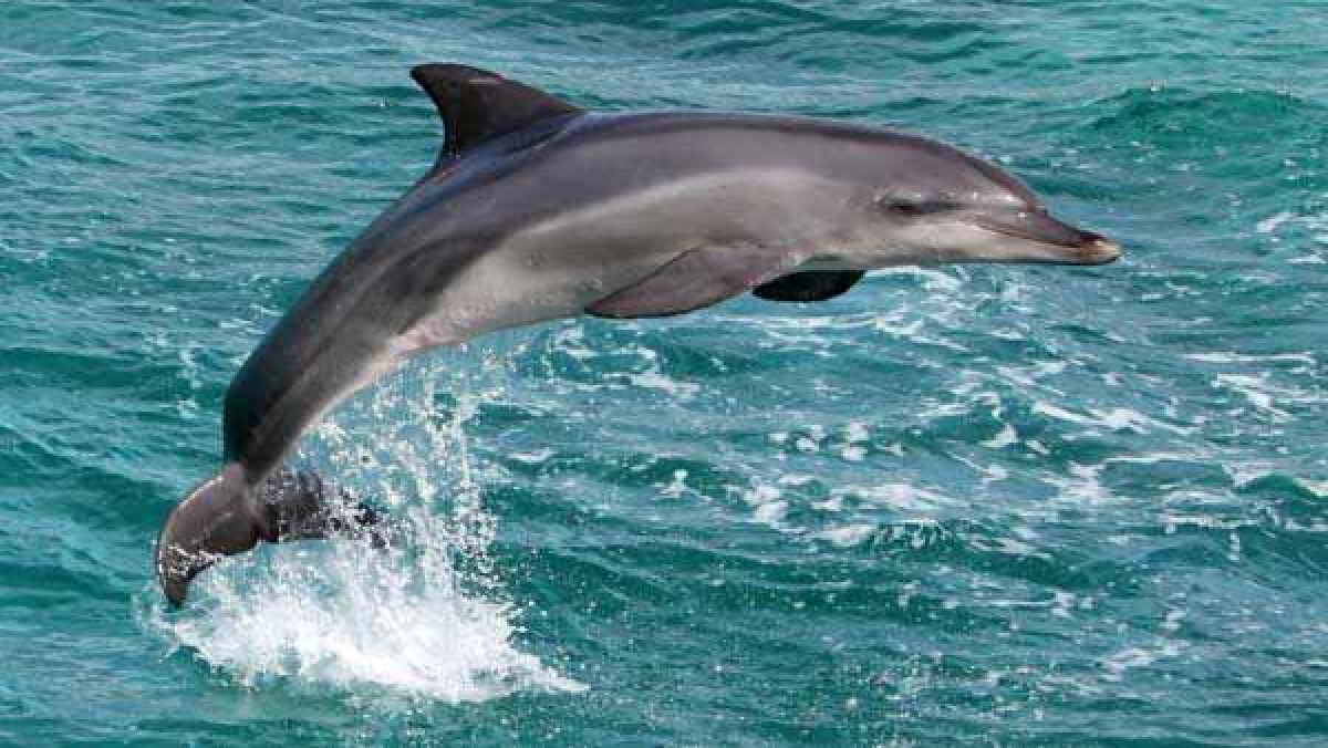 7 Best Places in India for Dolphins Watching in 2021 - Tourist Attractions  and Things To Do