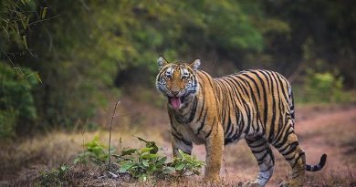 Pench National Park