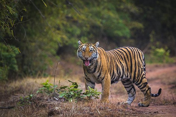 7 Best Road Trip to Pench National Park in 2021 - Tourist Attractions and  Things To Do