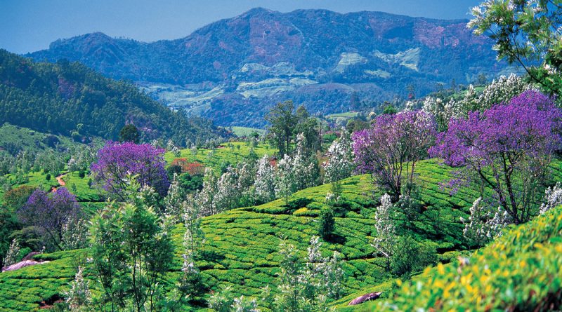 Munnar Valley